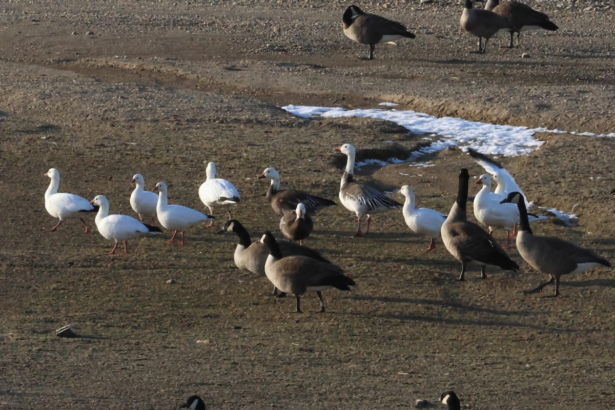 Snow Goose - ML648338529