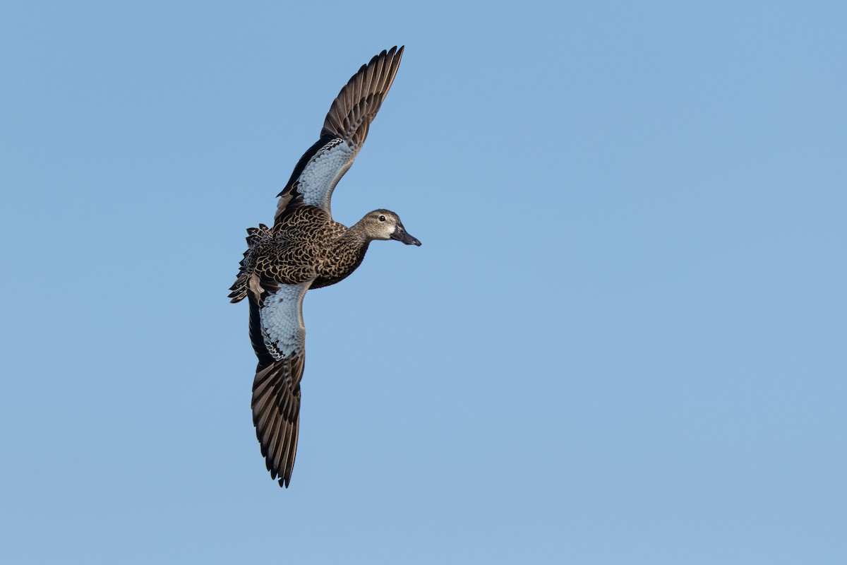 ミカヅキシマアジ - ML648338794