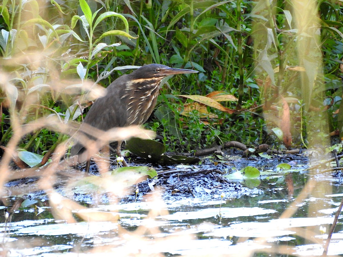 Бугайчик чорний - ML648339225