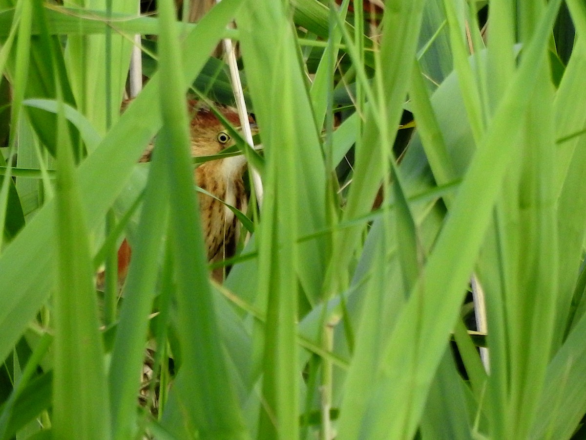 Бугайчик австралійський - ML648339238