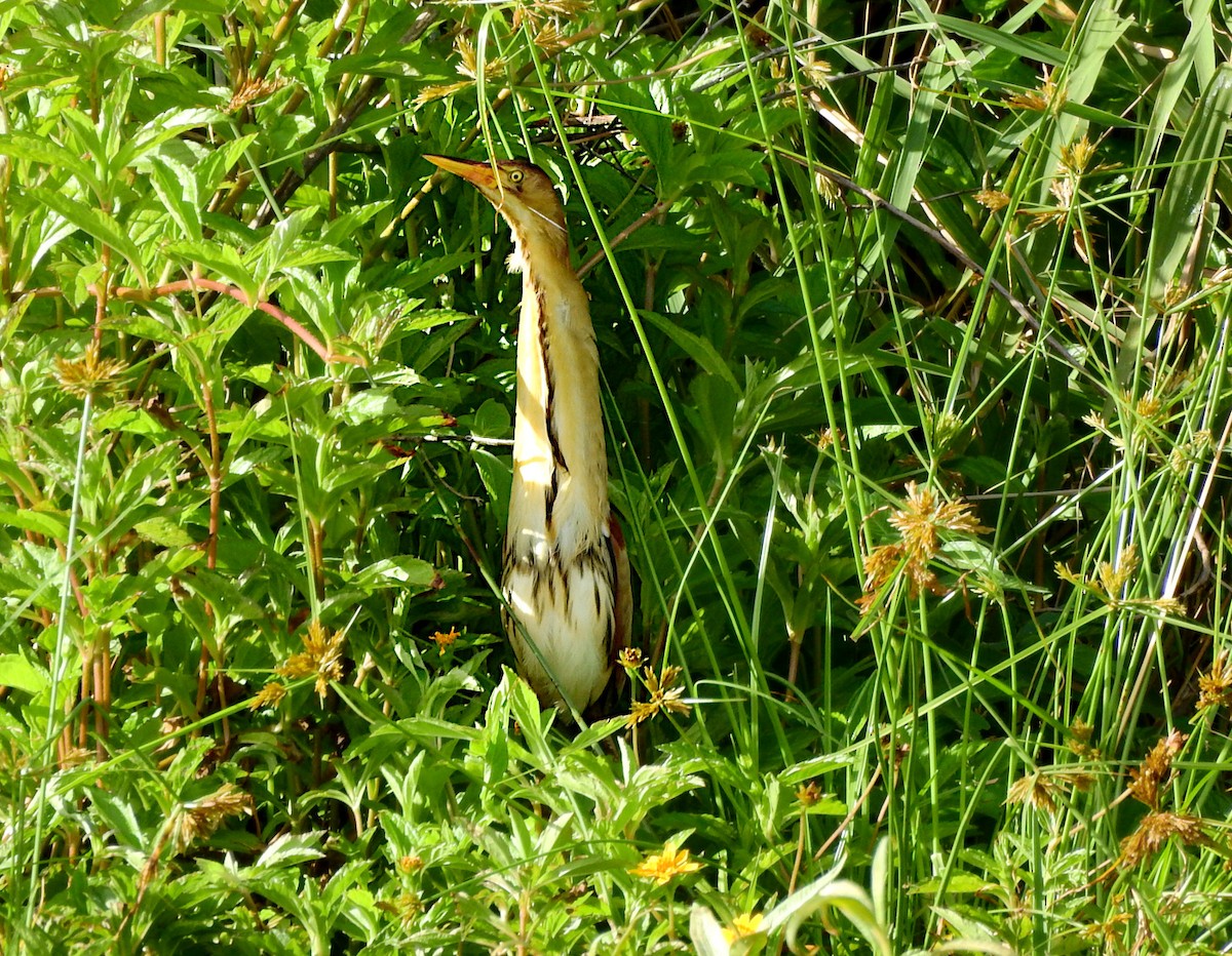 Бугайчик австралійський - ML648339259