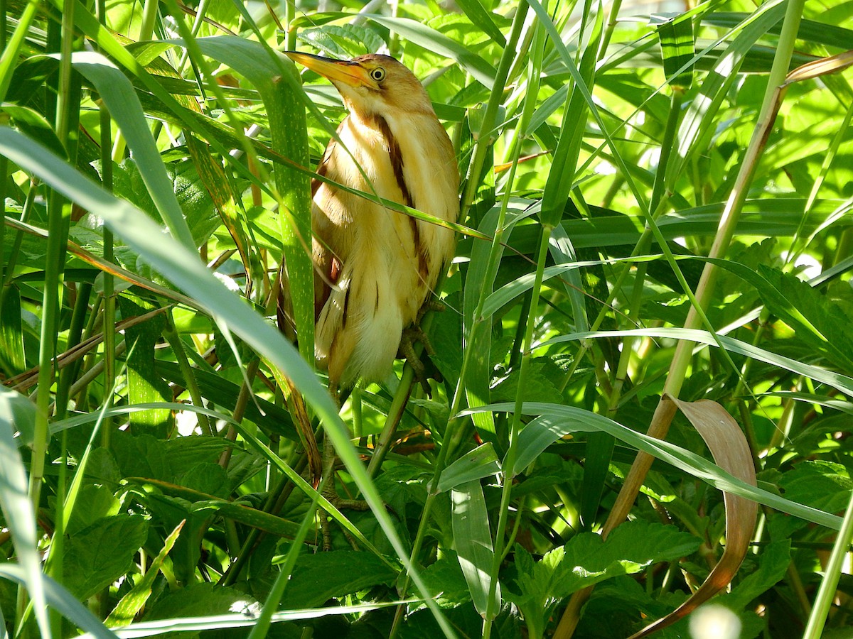 Бугайчик австралійський - ML648339274