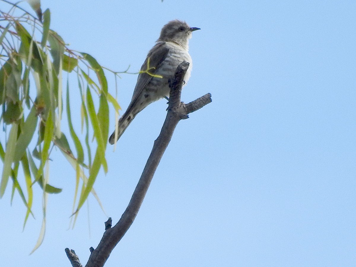 Дідрик рудохвостий - ML648339354