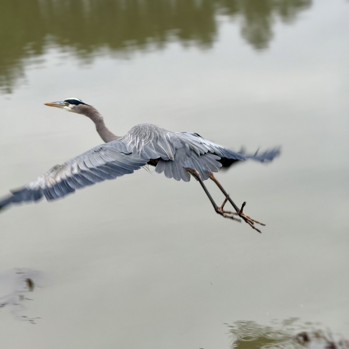 Koartza hauskara amerikarra - ML648340158