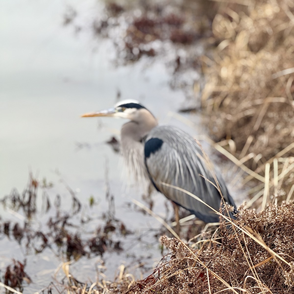 Koartza hauskara amerikarra - ML648340159