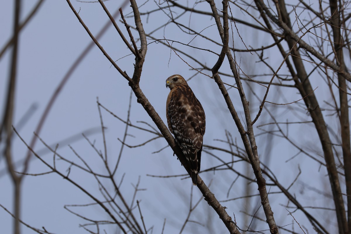 Busardo Pechirrojo - ML648340183