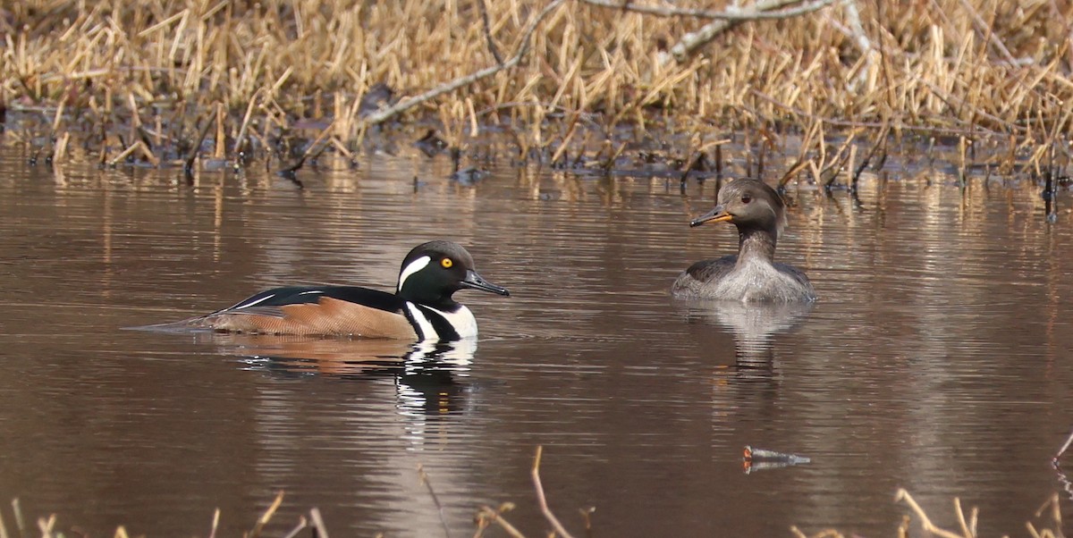 Serreta Capuchona - ML648340231