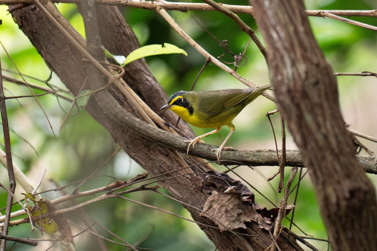 Kentucky Warbler - ML648340232