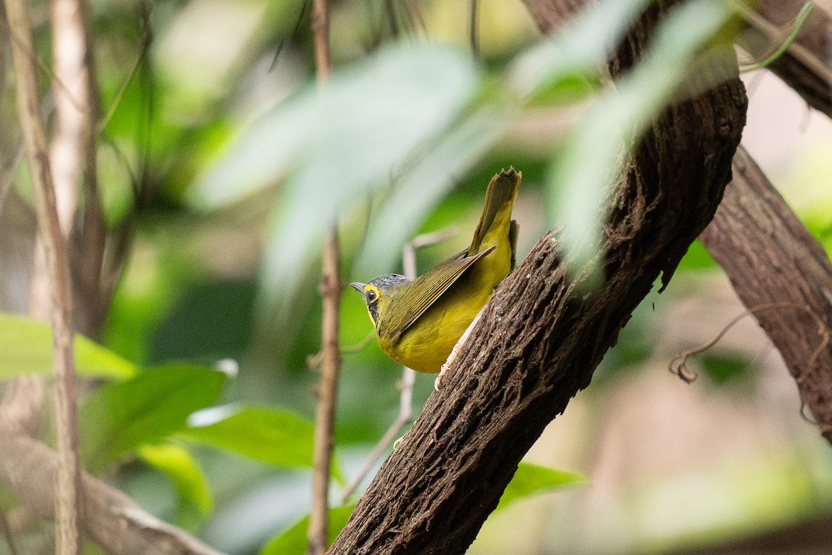 Kentucky Warbler - Caitlin Chock