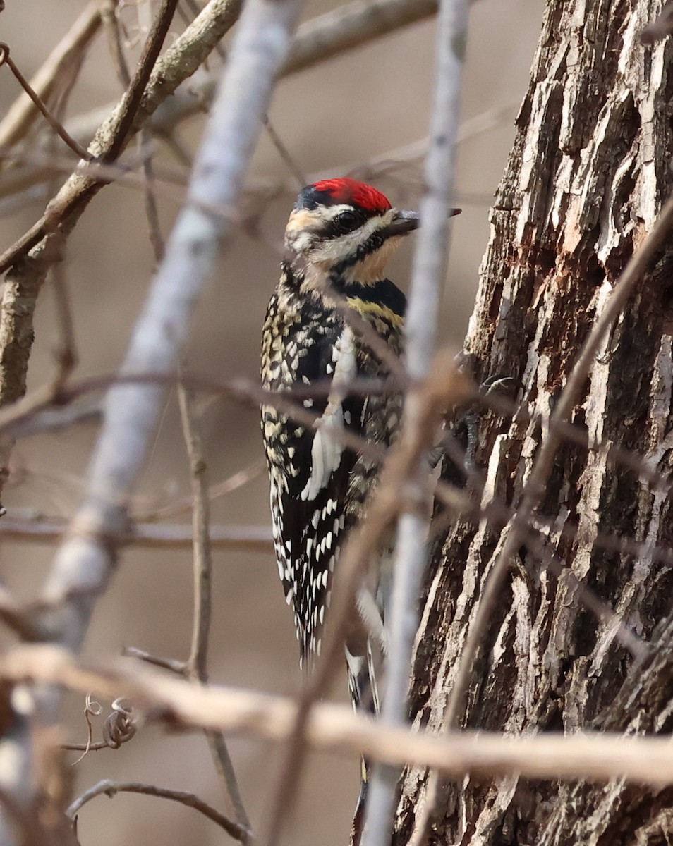 Chupasavia Norteño - ML648340271