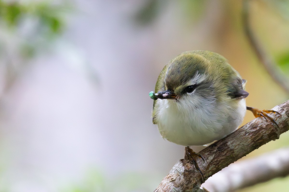 Rifleman - ML648341728