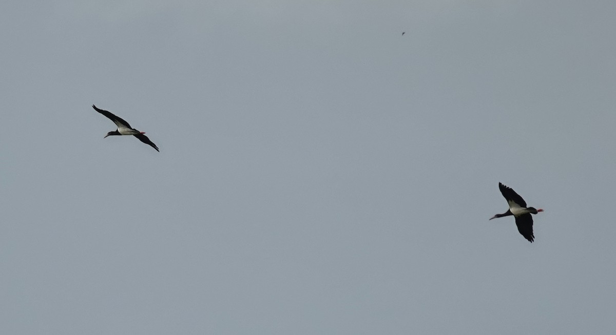 Abdim's Stork - ML648342399