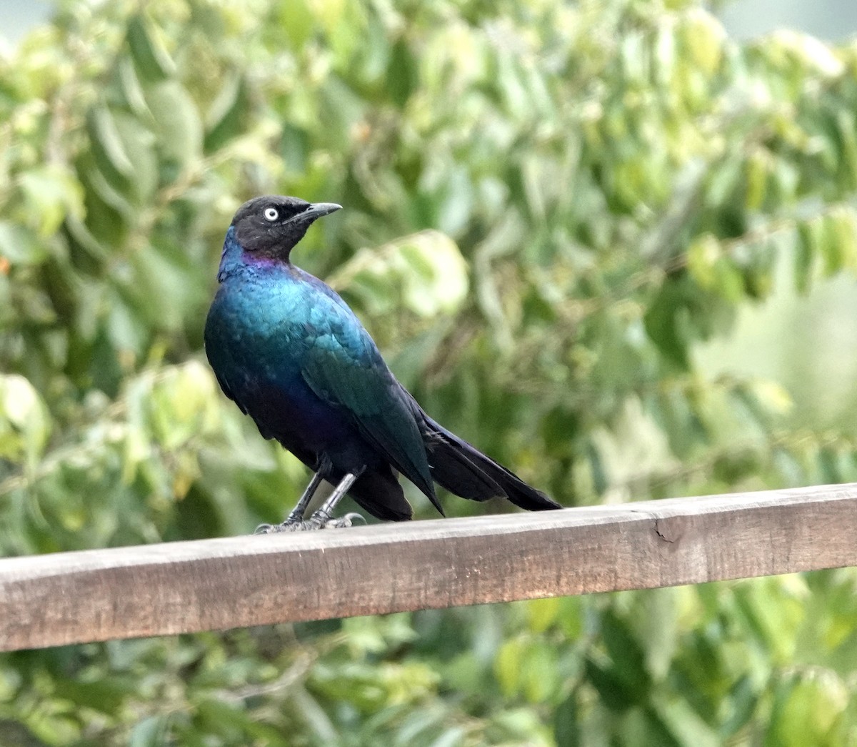 Rüppell's Starling - ML648342430