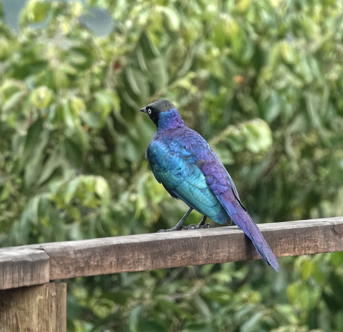 Rüppell's Starling - ML648342431