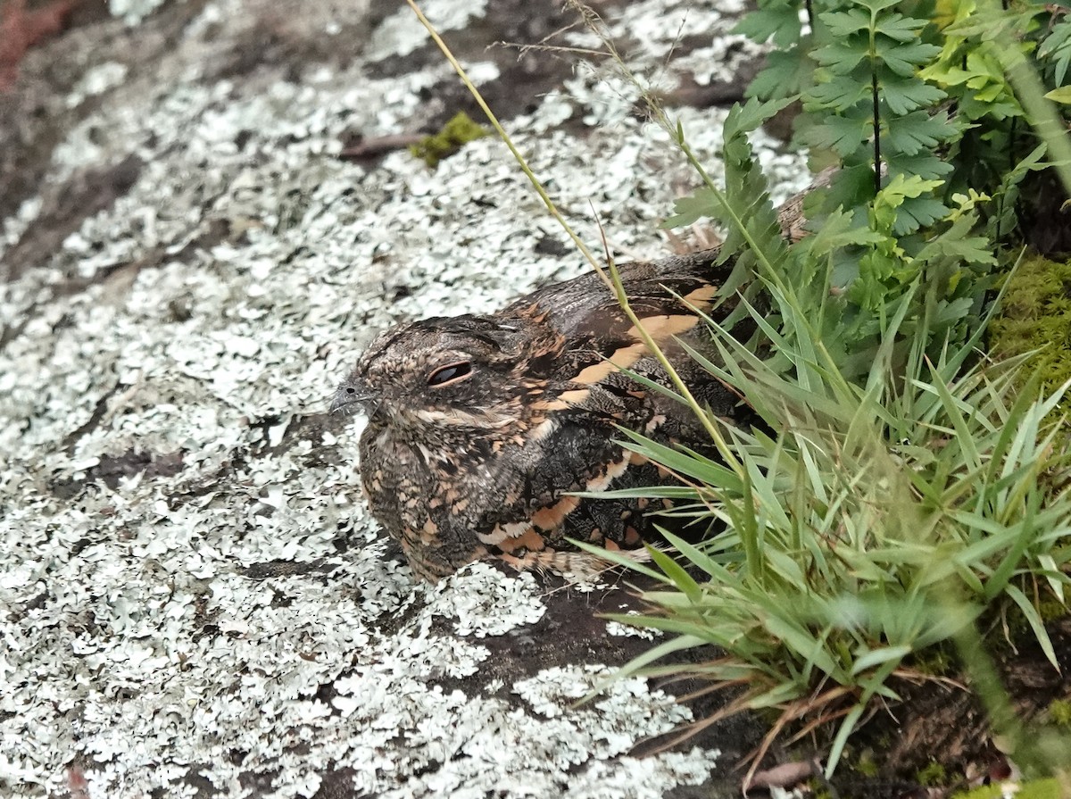 Slender-tailed Nightjar - ML648342440