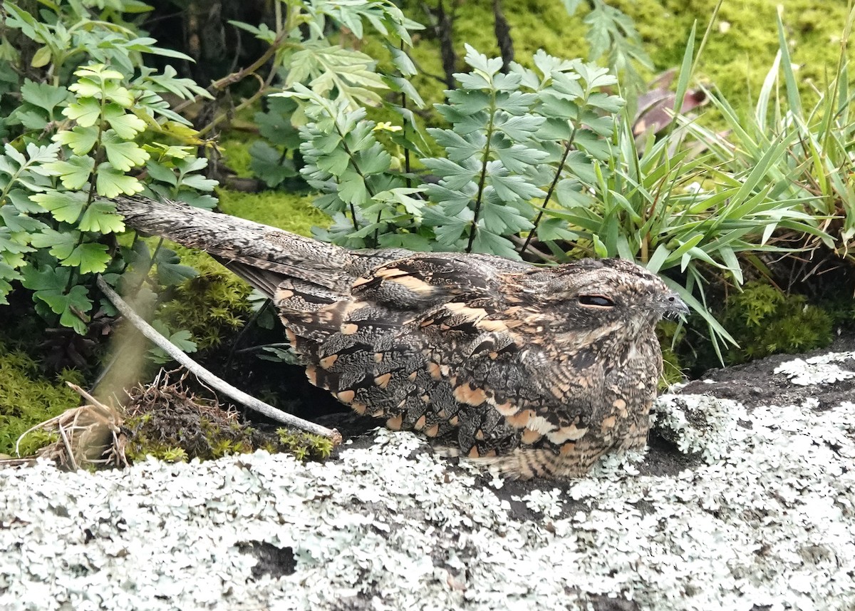 Slender-tailed Nightjar - ML648342441