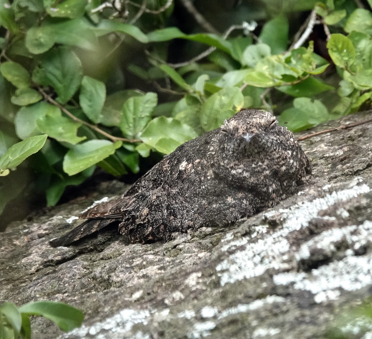 Freckled Nightjar - ML648342462