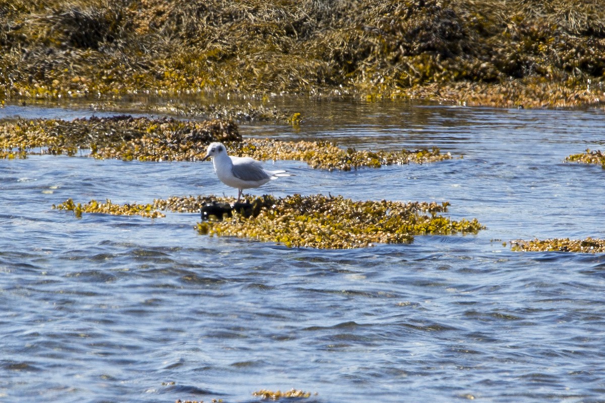 Bonaparte's Gull - Peter Shelton