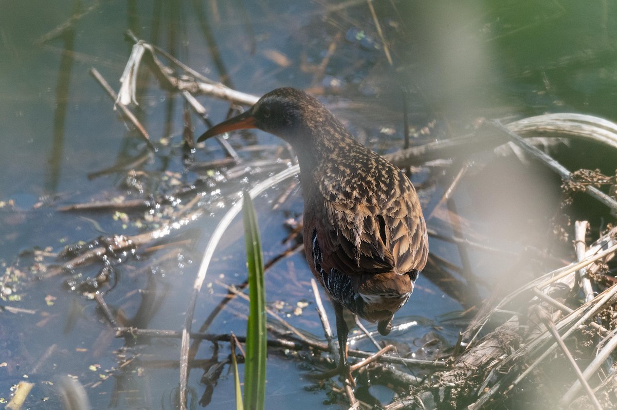 Virginia Rail - ML648343657