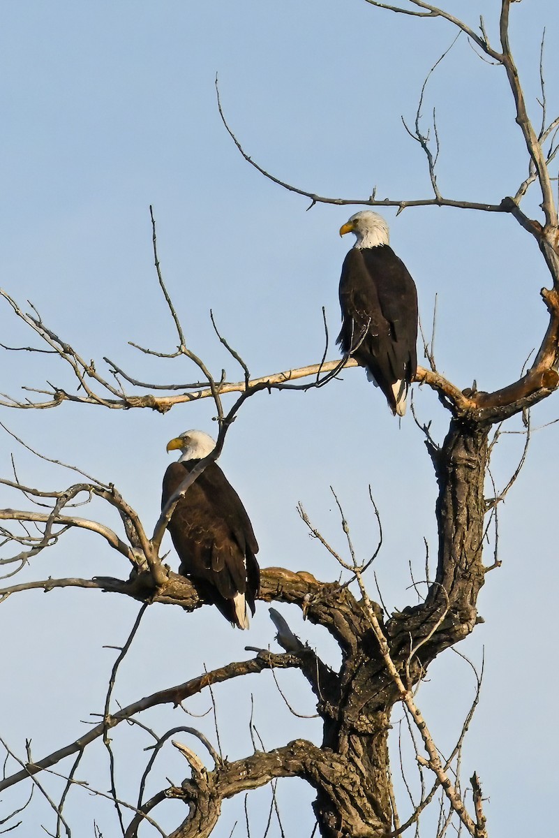 Bald Eagle - ML648344216
