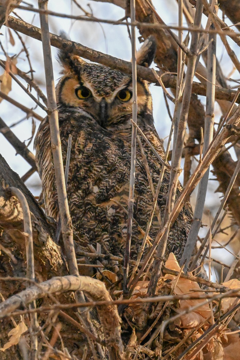 Great Horned Owl - ML648344263