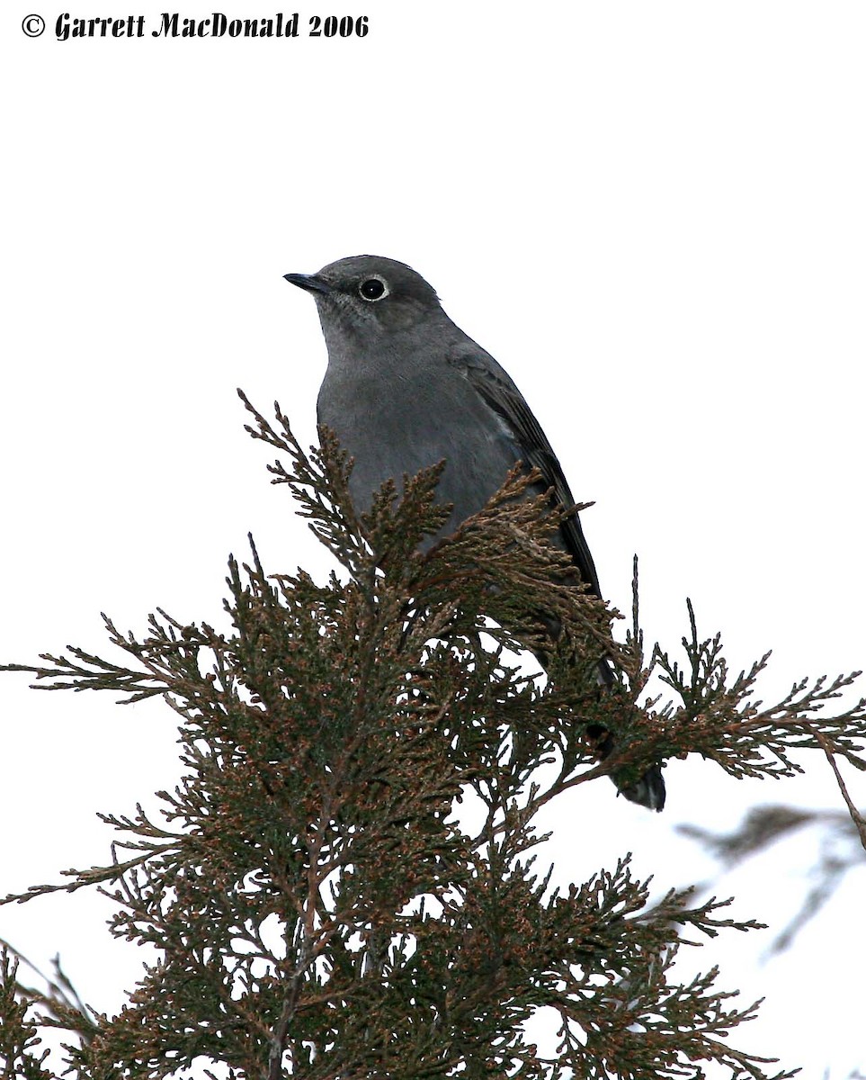 Townsend's Solitaire - ML64834461