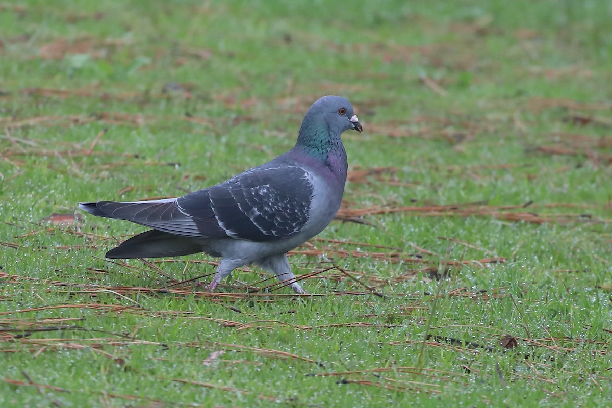 Pigeon biset (forme domestique) - ML648344849