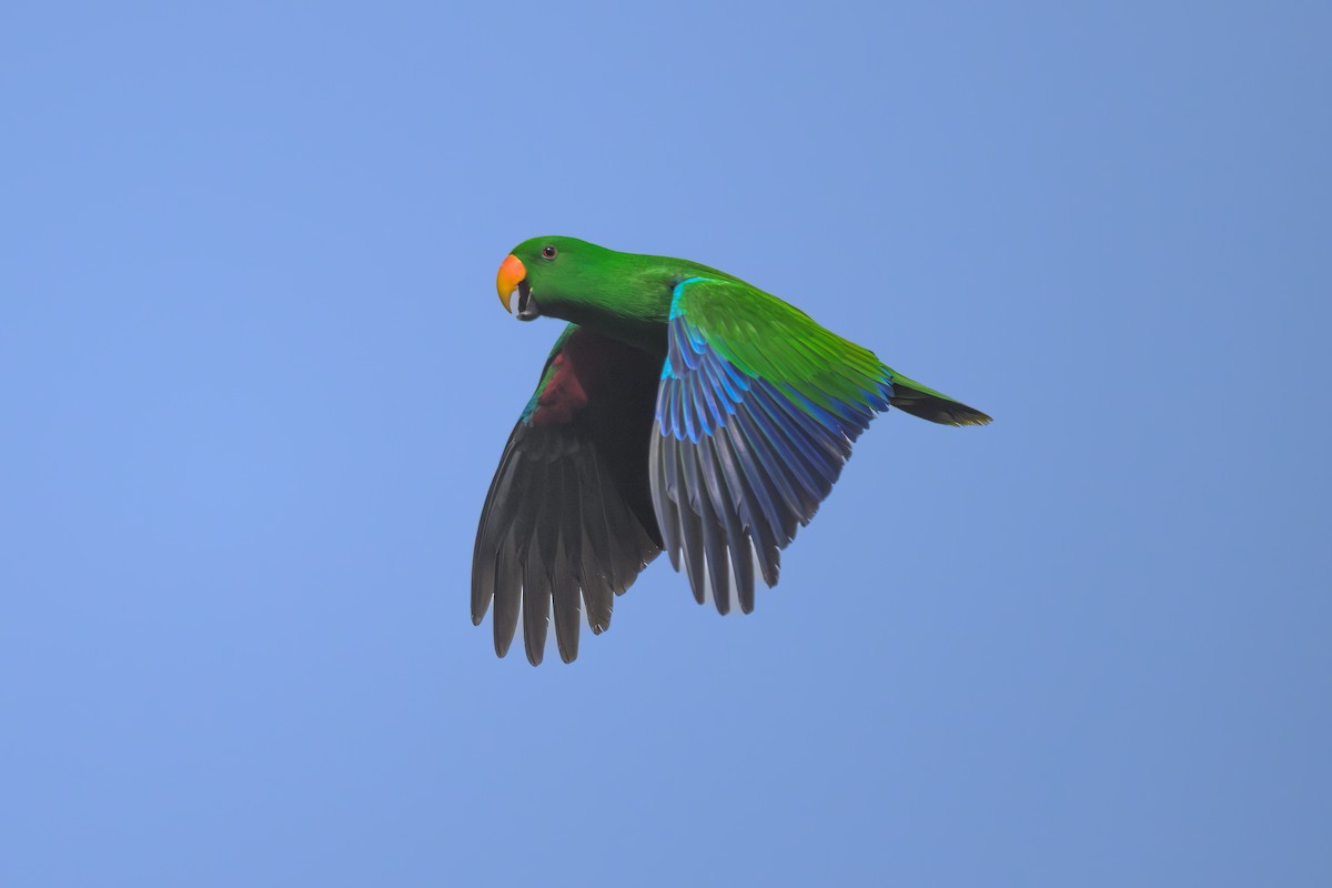 Papuan Eclectus - ML648345006