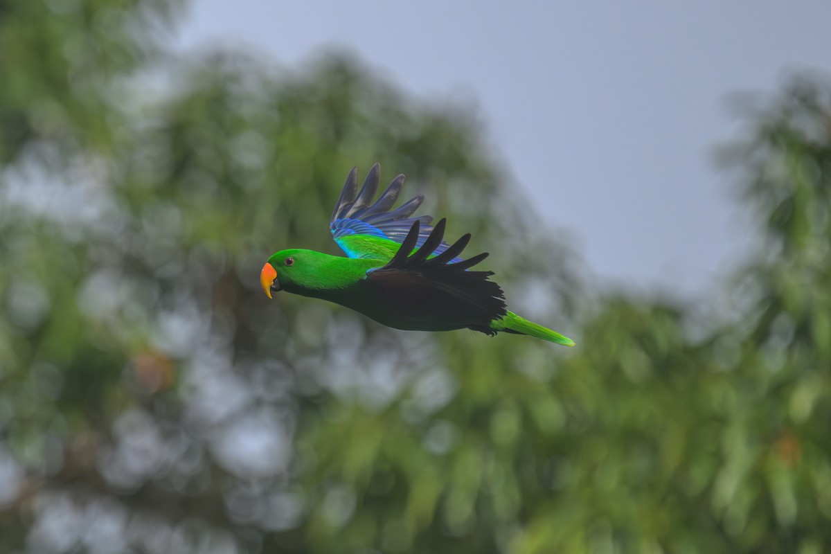 Papuan Eclectus - ML648345007