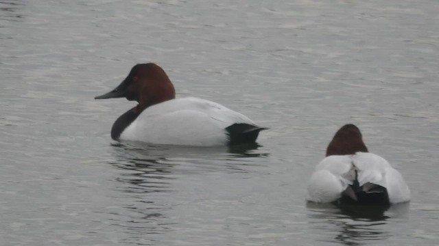 Murgilari bizkarzuria - ML648345044