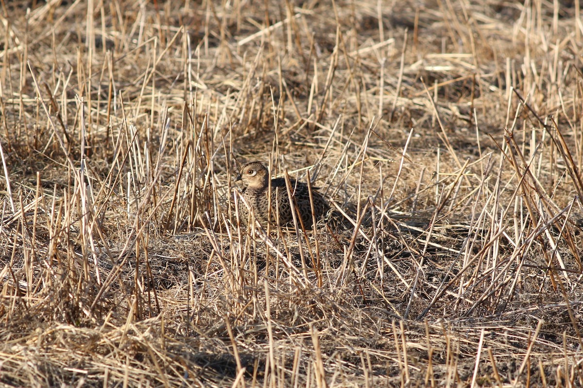 Buntfasan - ML648345819