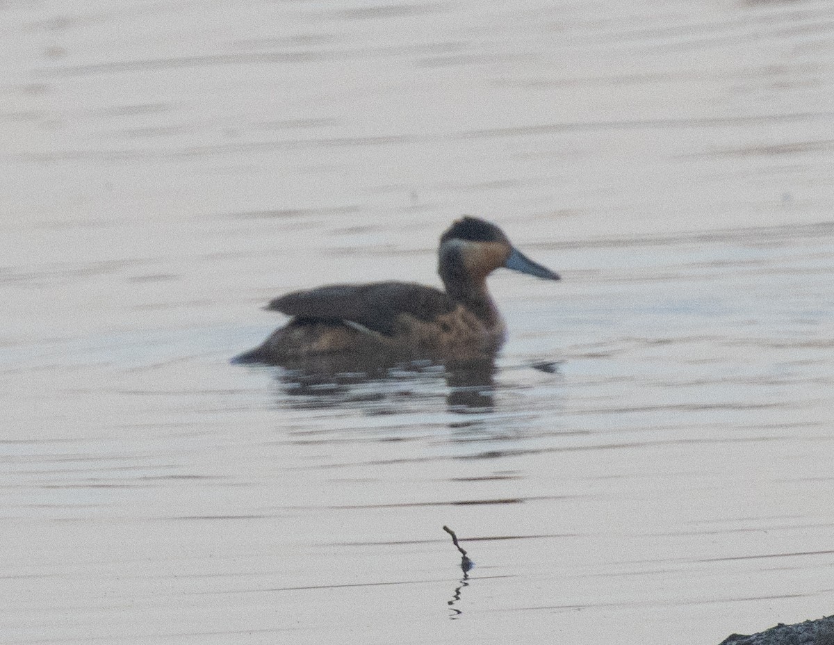 Blue-billed Teal - ML648346148