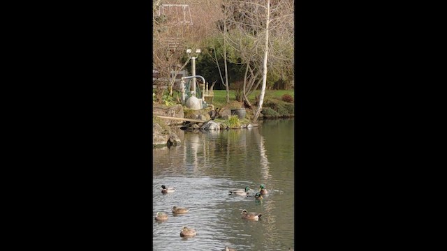 Cormoran à aigrettes - ML648346523