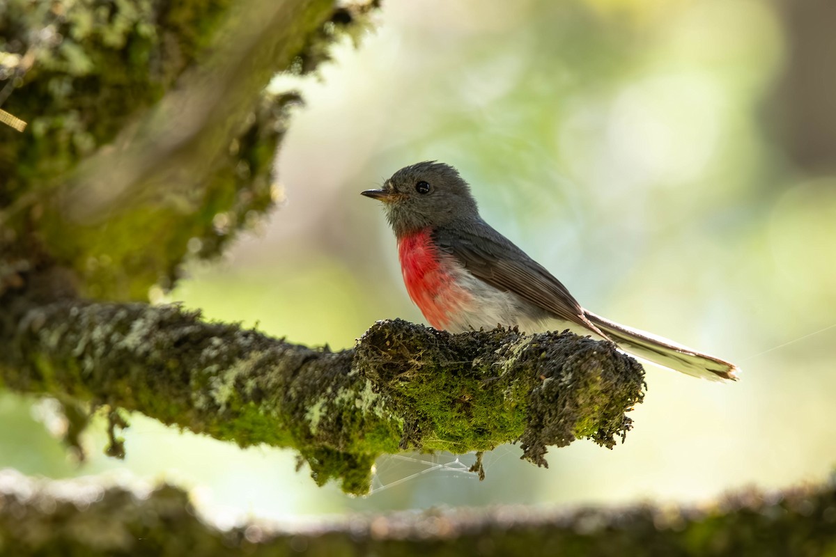 Rosenschnäpper - ML648346647