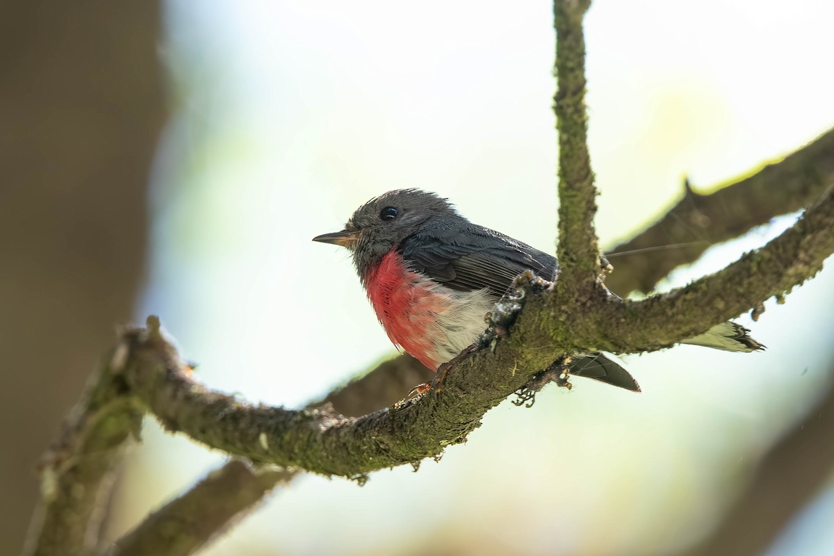 Rosenschnäpper - ML648346648