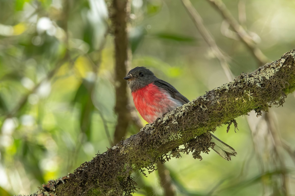 Rosenschnäpper - ML648346649