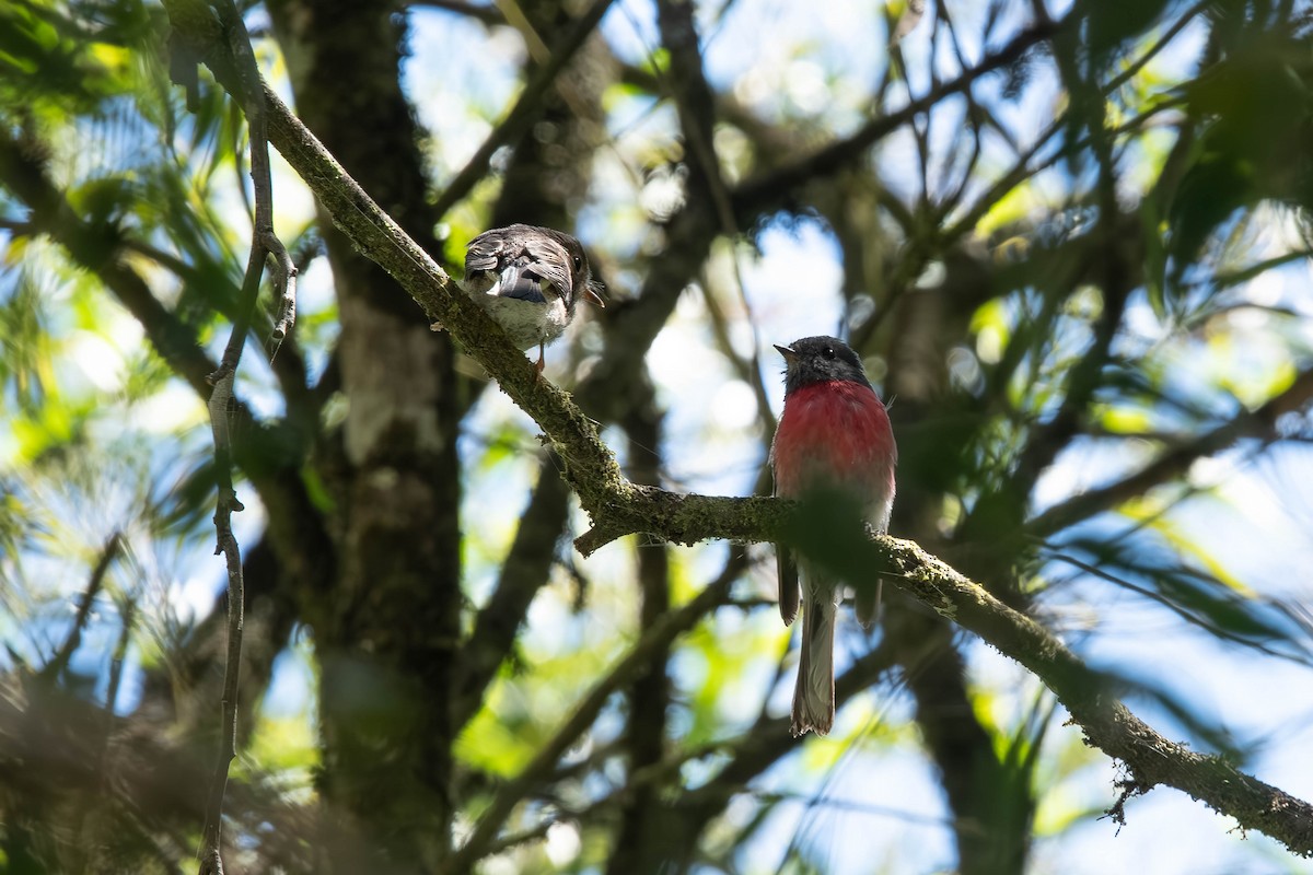 Rosenschnäpper - ML648346650