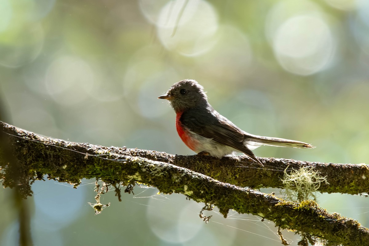 Rosenschnäpper - ML648346652