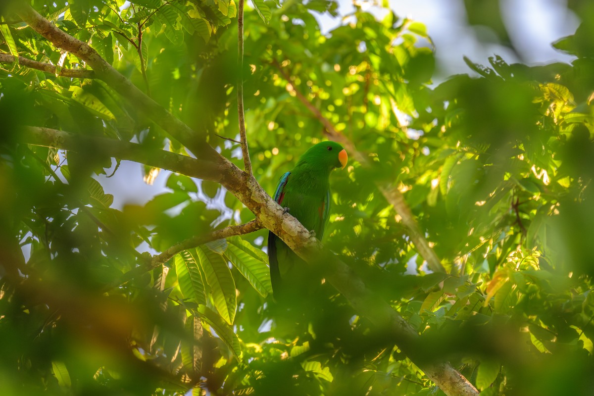 Papuan Eclectus - ML648346687