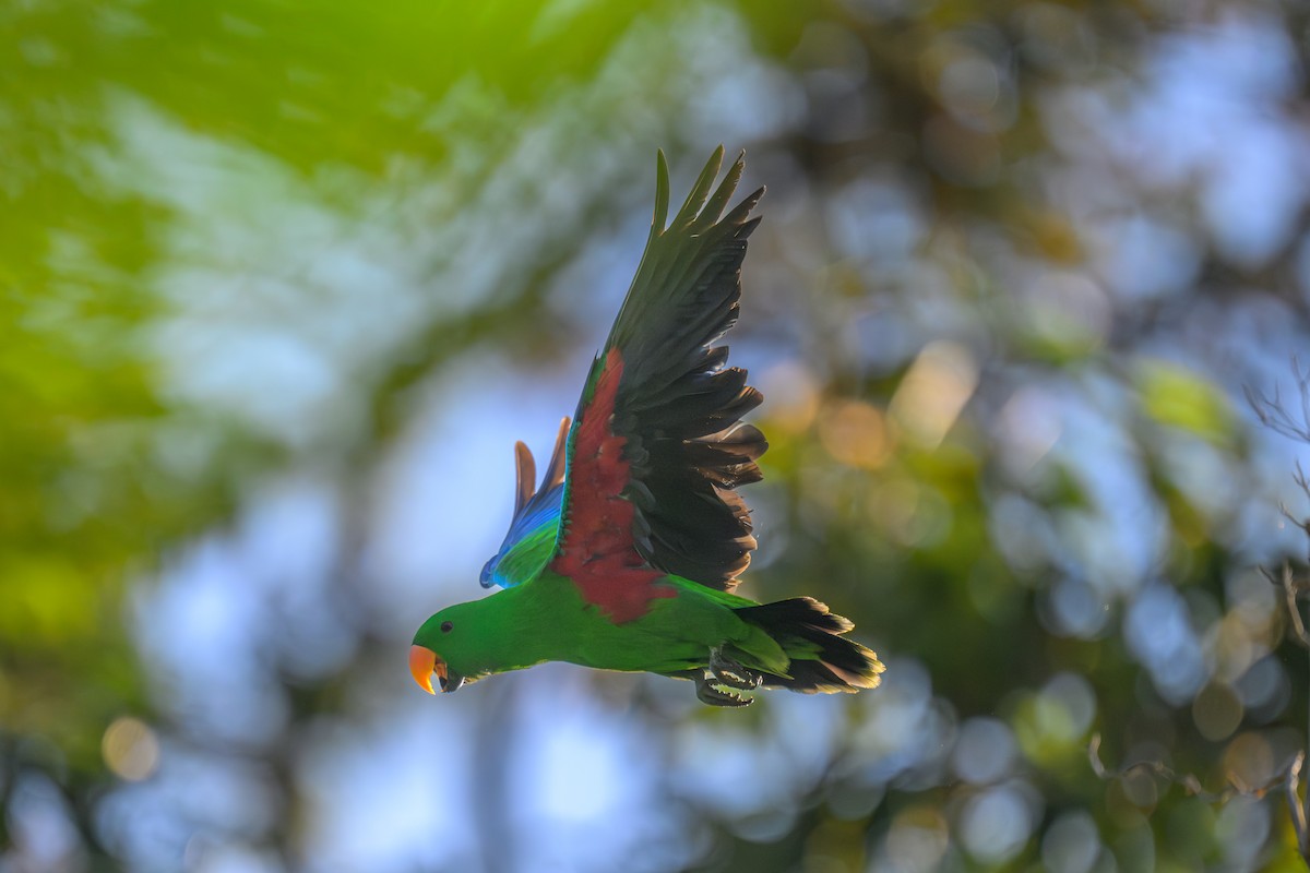 Papuan Eclectus - ML648346688