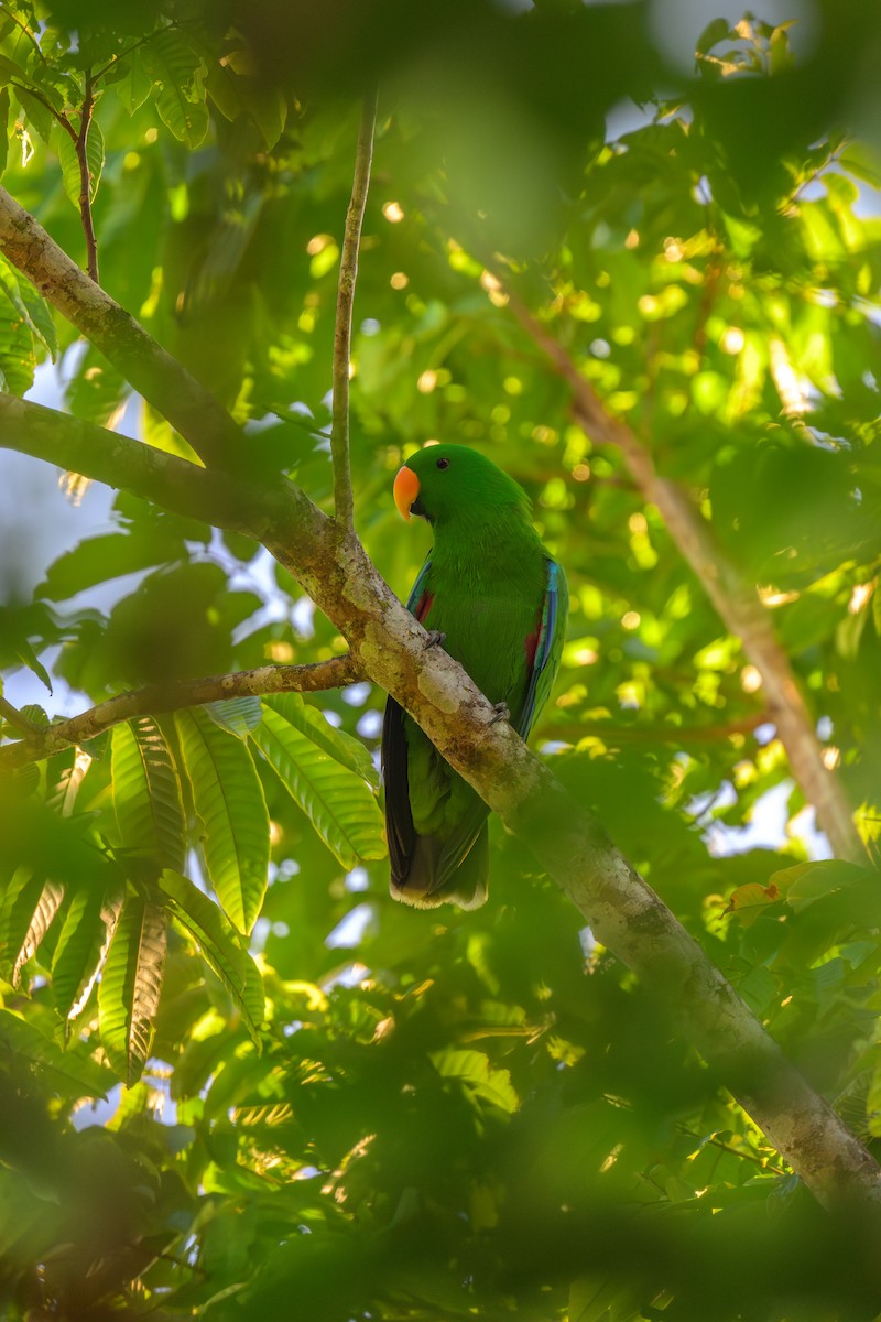Papuan Eclectus - ML648346689