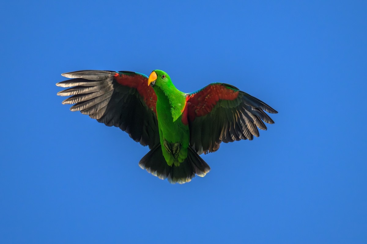 Papuan Eclectus - ML648346690