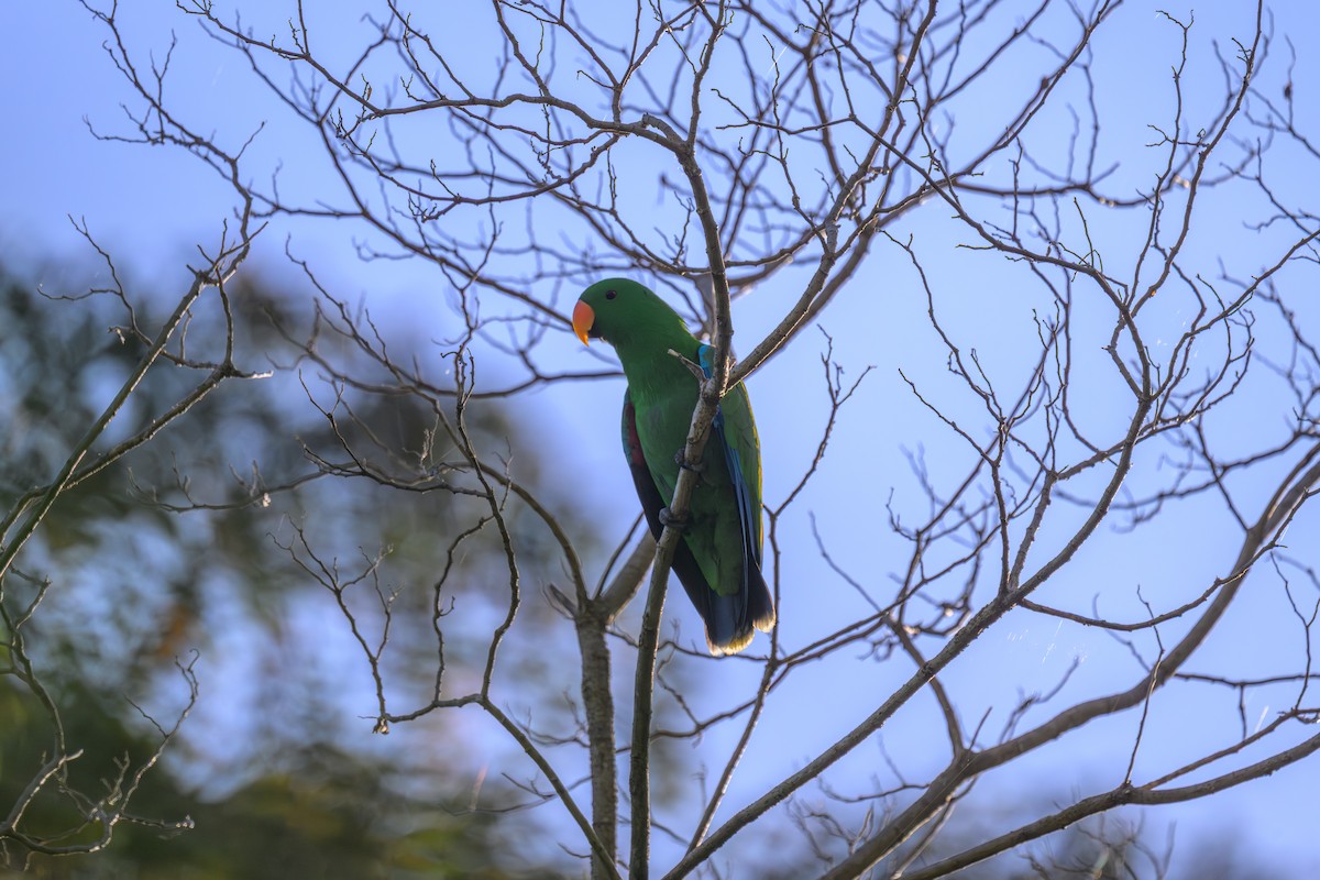 Papuan Eclectus - ML648346691