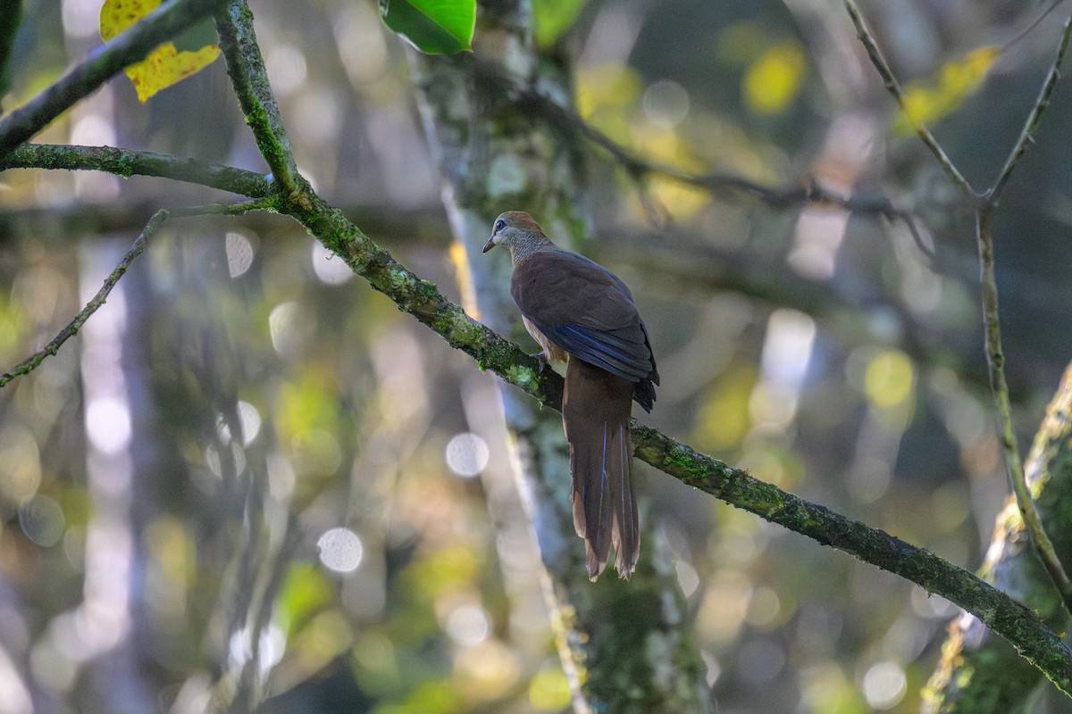 Амбонская кукушковая горлица - ML648346732