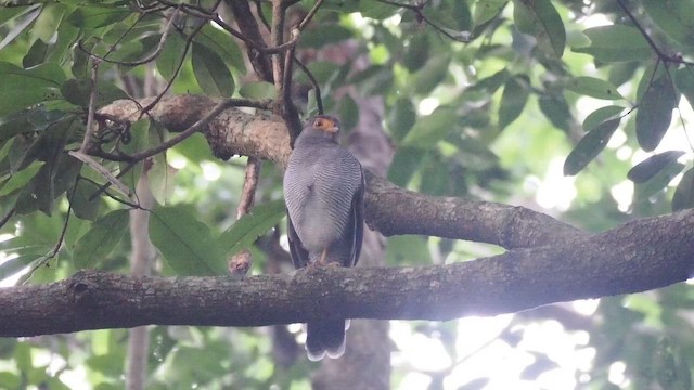 haukskogfalk - ML648346839