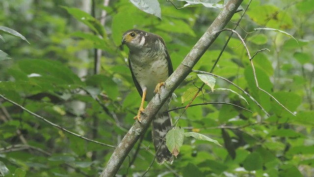 haukskogfalk - ML648346917