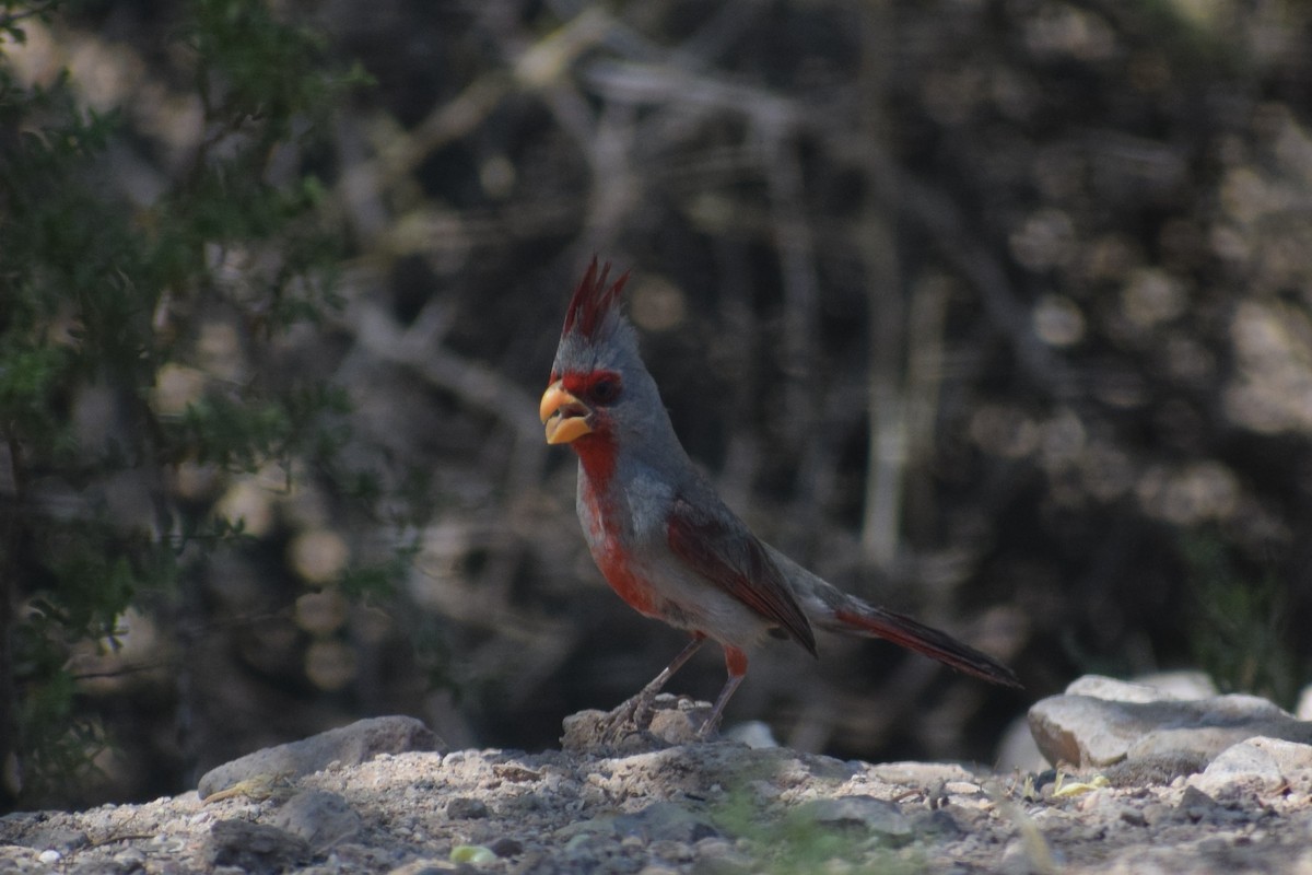 Northern Cardinal/Pyrrhuloxia - Wendy Jones