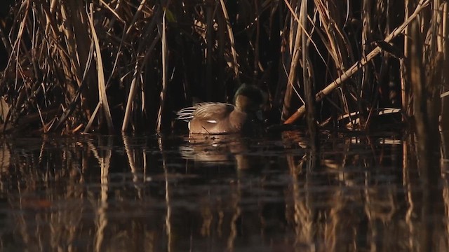葡萄胸鴨 - ML648347785