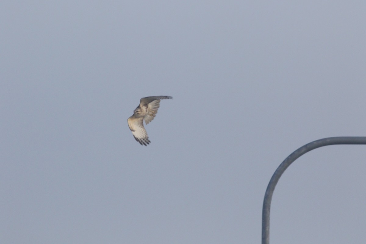 עקב יפני - ML648348891