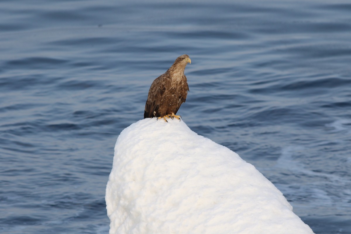 עיטם לבן-זנב - ML648348898